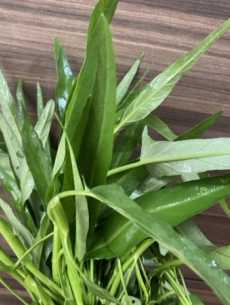 レイズドベッドで育てた空心菜