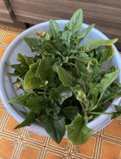 レイズドベッドで育てたほうれん草