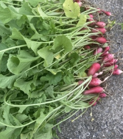 レイズドベッドで育てたはつか大根