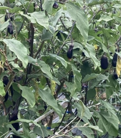 菌ちゃん農法レイズドベッドで育てたなす