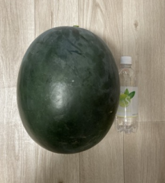 レイズドベッドで育てた黒皮スイカ