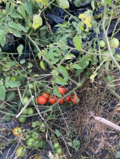 菌ちゃん農法レイズドベッドで育てたミニトマト