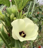 レイズドベッドで育てたオクラの花