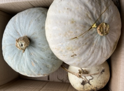 レイズドベッドで育てた白いカボチャ