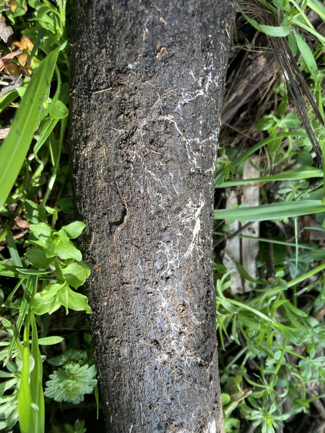 間伐材に広がる糸状菌のクモの巣模様