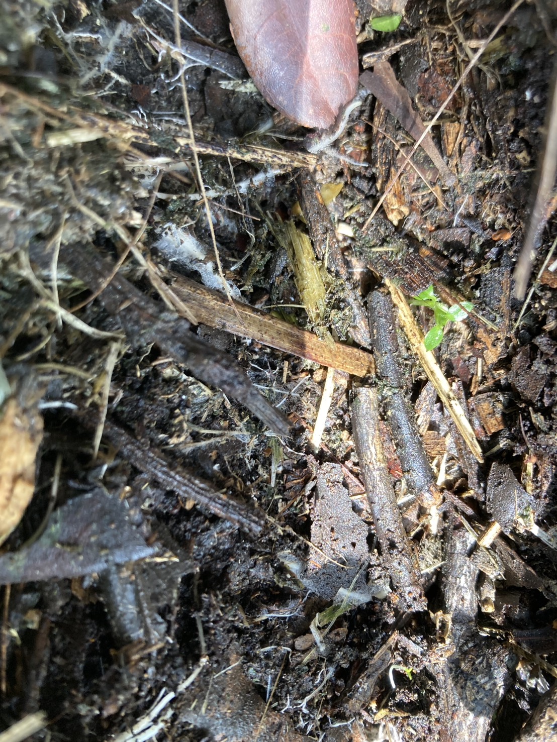 1年後のレイズドベッド底部の様子