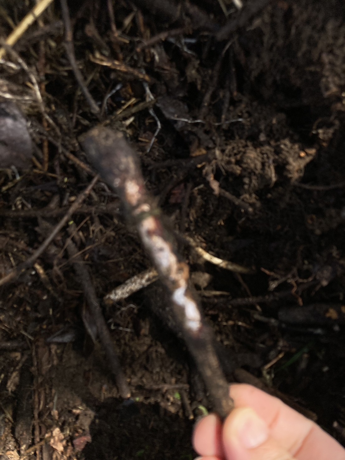 朽ち木に広がる糸状菌