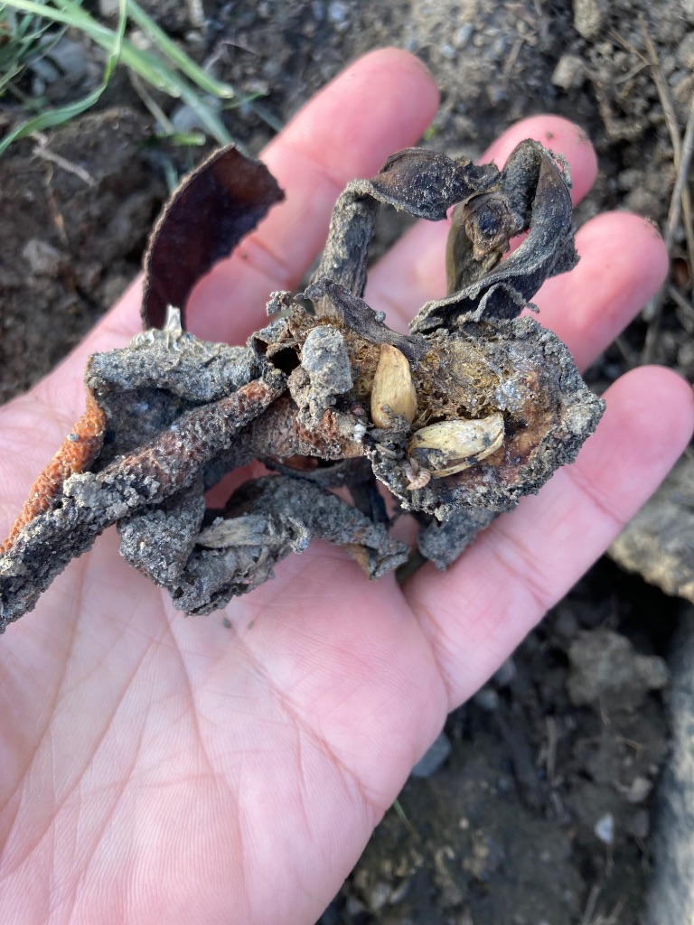 生ゴミ（バナナ・みかんの皮など）分解途中の様子