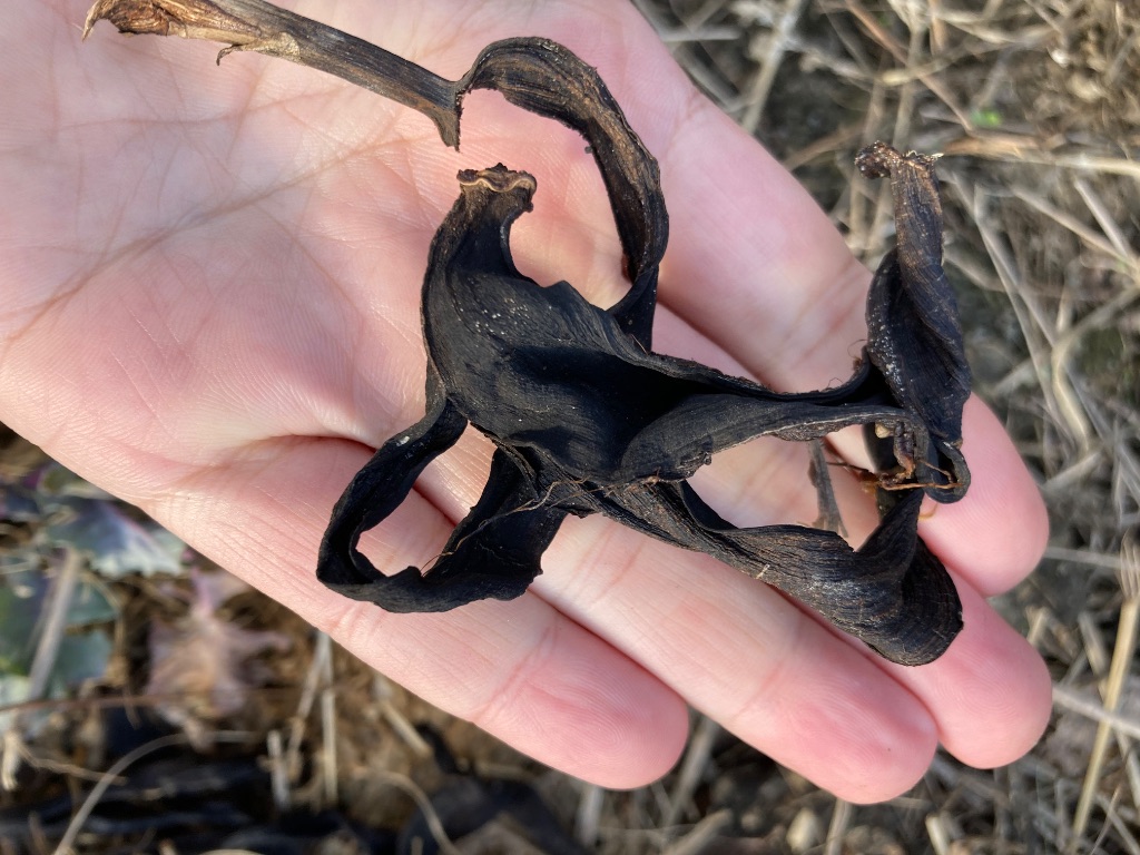 黒く変色した豆の鞘が分解されていく様子