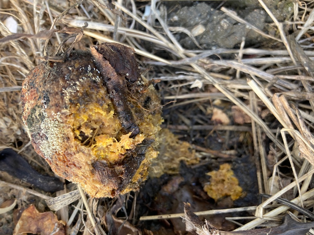 柑橘類の断面が分解されていく様子