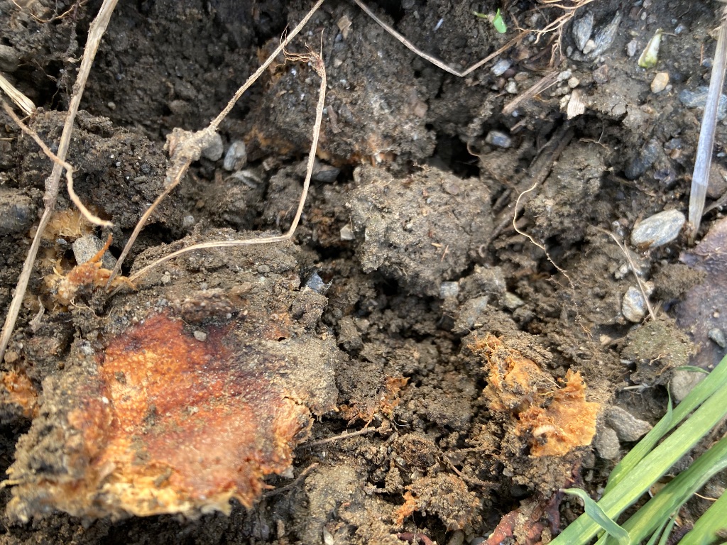 土の中で有機物が分解されている様子
