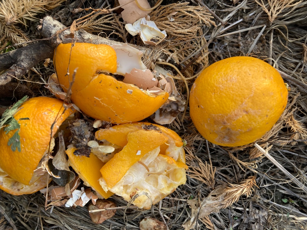 みかん・オレンジの皮と卵の殻