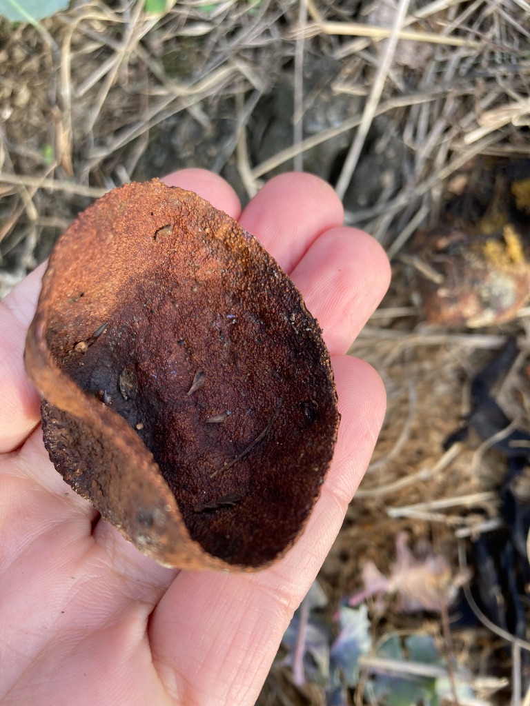 アボカドの皮（半月状）