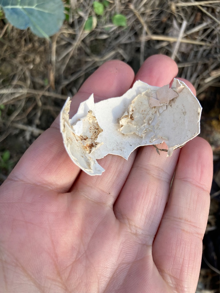 卵の殻を手に持った様子