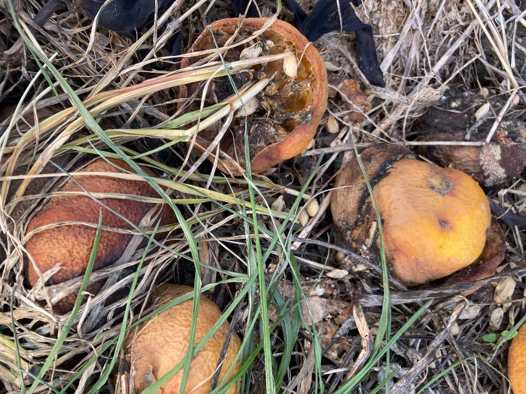 みかんが地表で分解されている様子
